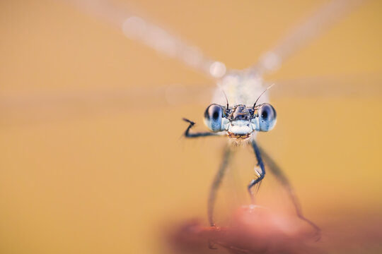 That way to the dragonflies!