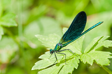 Beautiful demoiselle (Calopteryx virgo) male, Liguria, Italy.