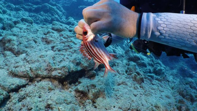 Saving Fish From Fishing Net Line Underwater Grouper Ocean Pollution Scenery Danger For Fish