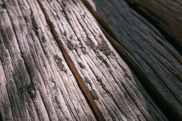 The texture of the bark of a large old tree on a sunny day. Close-up. Macro