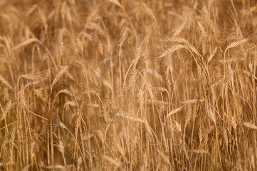 Golden wheat field, Tuscany, Italy