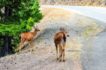 Naklejka na ściany i meble Young deer are walking along the road.