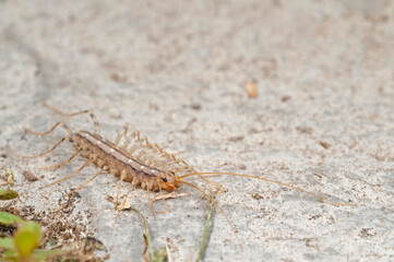 House centipede (Scutigera coleoptrata).