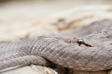 Southern smooth snake (Coronella girondica), Liguria, Italy.
