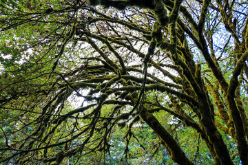 Rain forest in olympic national park, Washington, USA.