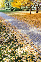 Paving stones in a city park covered with yellow leaves. Indian summer concept. Selective focus.