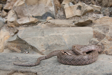 Southern smooth snake (Coronella girondica), Liguria, Italy.