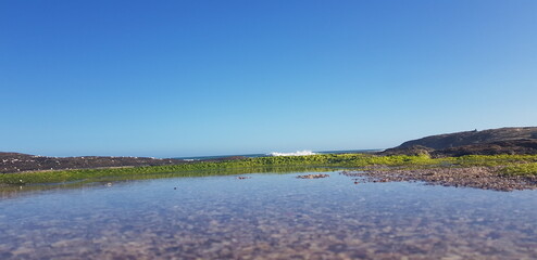 Little algae garden in the ocean