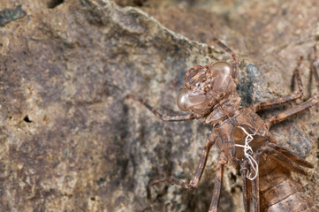 Exuviae of dragonfly (Odonata).