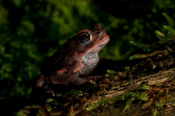 Common toad (Bufo bufo) juvenile, Italy. 