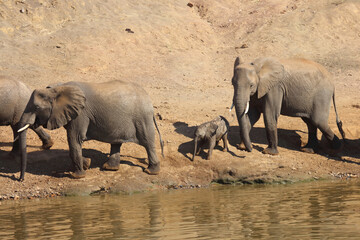 Afrikanischer Elefant am Mphongolo River/ African elephant at Mphongolo River / Loxodonta africana.