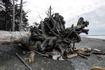 Battered driftwood and assorted ocean debris accumulated on the black sands of the Lost Coast backpacking trail.