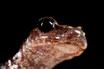 North-West Italian Cave SAlamander (Hydromantes strinatii) portrait, italian apennines.