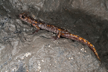 North-west italian cave salamander (Hydromantes strinatii) in a cave in the apennines, Italy.