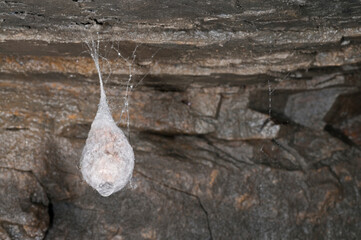 Cocoon of European cave spider (Meta menardi), Italy.