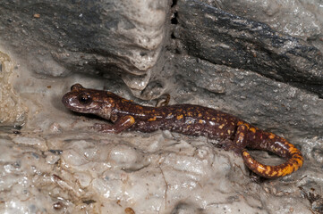 North-west italian cave salamander (Hydromantes strinatii) in a cave in the apennines, Italy.