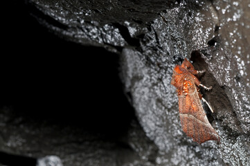 Herald (Scoliopteryx libatrix) in a cave, apennine mountains, Italy.