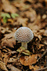 Small Poisonous fungus amanita in fallen leaves in autumn. Popular fly agaric mushroom in natural forest habitat. 