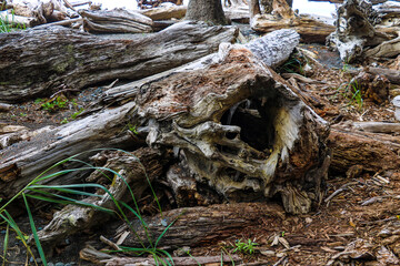 Fototapeta na wymiar Giant Logs on a Remote Ocean Shore in Olympic National Park.