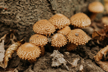 Small funguses Pholiota squarrosa in fallen leaves in autumn. Scaly rare mushrooms listed in the Red Book in natural forest habitat. 
