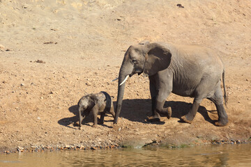 Afrikanischer Elefant am Mphongolo River/ African elephant at Mphongolo River / Loxodonta africana.