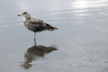 A beautiful gull stands on the coast of the sea or the ocean.