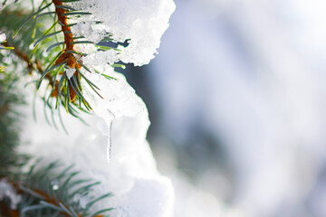 Background with snow-covered fir branches. Christmas winter snowy background with spruce branch....