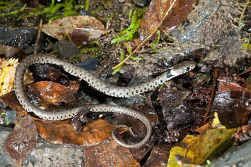 Grass snake (Natrix helvetica) juvenile near a cave in Appennine, Italy. 