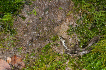 Grass snake (Natrix helvetica) juvenile near a cave in Appennine, Italy. 