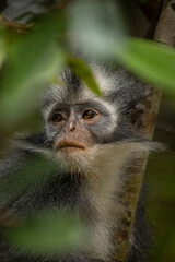 Wild Thomas's Langur, a primate mammal, also known as Presbytis thomasi, looks around the rainforests of Sumatra, Indonesia, in Leuser National Park near Bukit Lawang.