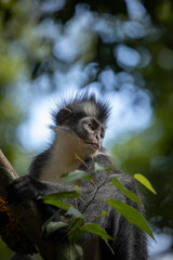 Wild Thomas's Langur, a primate mammal, also known as Presbytis thomasi, looks around the rainforests of Sumatra, Indonesia, in Leuser National Park near Bukit Lawang.