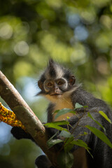 Wild Thomas's Langur, a primate mammal, also known as Presbytis thomasi, looks around the rainforests of Sumatra, Indonesia, in Leuser National Park near Bukit Lawang.
