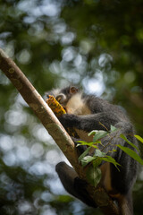 Obraz premium Wild Thomas Langur, primate mammal, also known as Presbytis thomasi, eats a piece of pineapple in the rainforests of Sumatra, Indonesia, in the Leuser National Park, near Bukit Lawang.