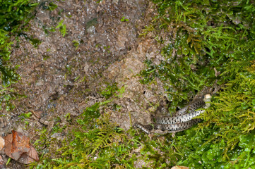 Grass snake (Natrix helvetica) juvenile near a cave in Appennine, Italy. 