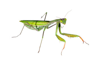 European common mantis (Mantis religiosa) on white background, Tuscany, Italy.