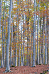 Fototapeta premium Beech forest (Fagus sylvatica) in Autumn at Monte Amiata, Tuscany, Italy.