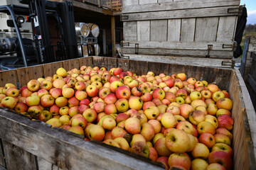 Apples in Crate in Upstate NY Farm