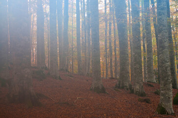 Beech forest (Fagus sylvatica) in Autumn at Monte Amiata, Tuscany, Italy.