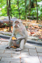 Melancholy Balinese monkey eating while sitting on the sidewalk