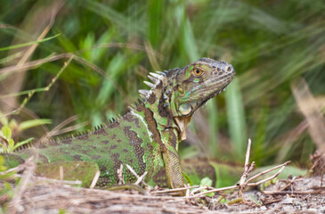 Iguana in the grass in South Florida