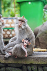 Monkey family with a baby