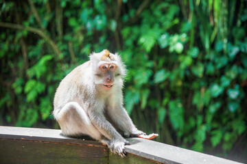 Monkey sitting on wooden railing