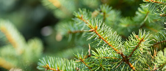 Fototapeta premium Christmas tree on blurred background. Close up of fir branches with bokeh. Spruce needles out of soft focus. New year concept for a holiday card. Copy space