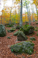 Beech forest in autumn at Monte Amiata, Tuscany, Italy.