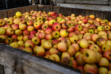 Apples in Crate in Upstate NY Farm