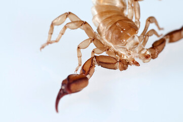 Exuvia of scorpion (Euscorpius sp.) on white background