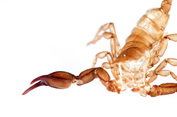 Exuvia of scorpion (Euscorpius sp.) on white background