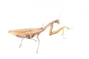 European common mantis (Mantis religiosa) on white background, Tuscany, Italy.