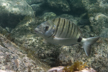 White seabream (Diplodus sargus sargus) in Mediterranean Sea