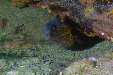 Fototapeta na wymiar Common moray (Muraena helena) in Mediterranean Sea